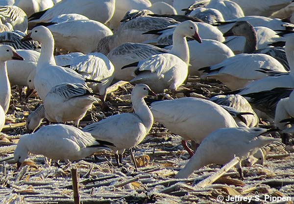 Ross's Goose (Chen rossii)