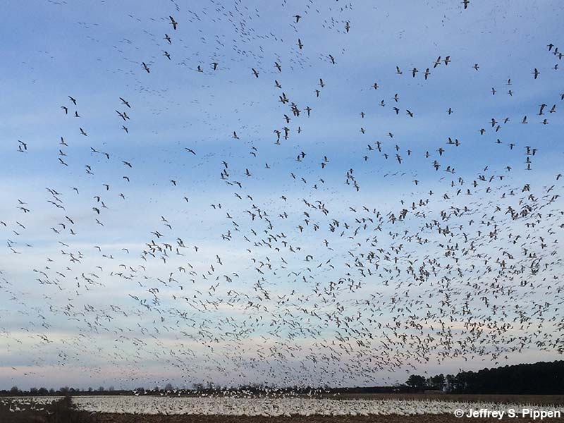 Huge Snow Goose (Chen caerulescens)