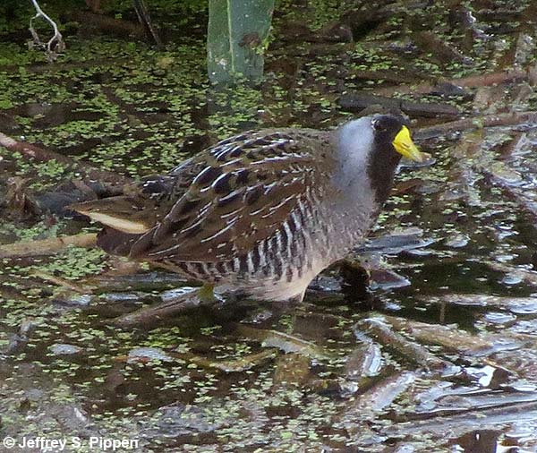 Sora (Porzana carolina)