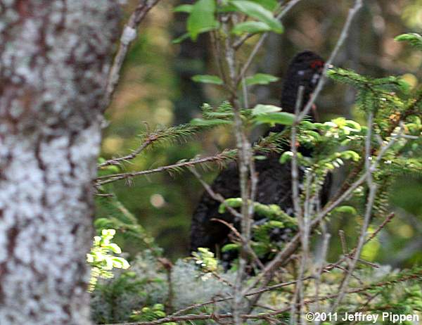 Spruce Grouse (Falcipennis canadensis)