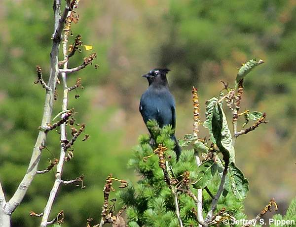 Steller's Jay (Cyanocitta stelleri)