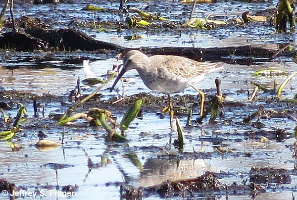 Stilt Sandpiper (Calidris himantopus)