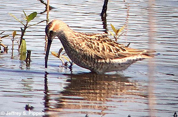 Stilt Sandpiper (Calidris himantopus)