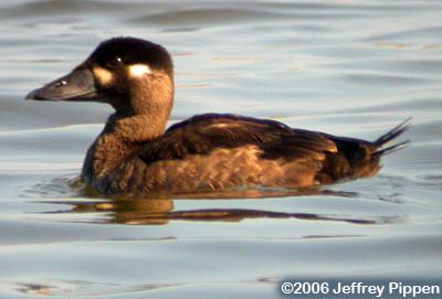 Surf Scoter (Melanitta perspicillata)