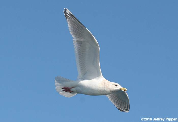 Thayer's Gull (Larus thayeri)