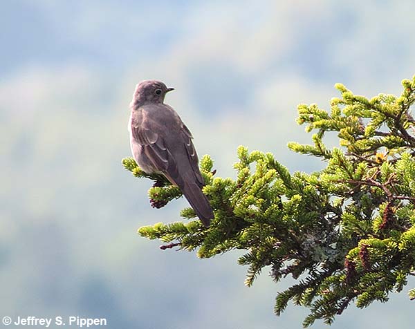 Townsend's Solitaire (Myadestes townsendi)