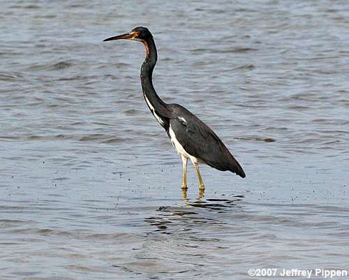 Tricolored Heron (Egretta tricolor)