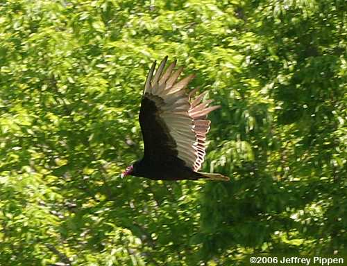 Turkey Vulture (Cathartes aura)