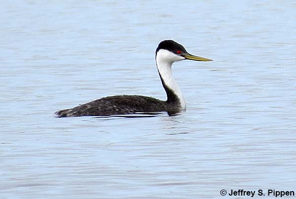 Western Grebe (Aechmophorus occidentalis)