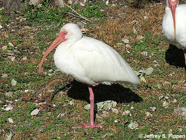 White Ibis (Eudocimus albus)