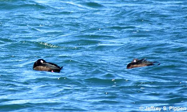 White-winged Scoter (Melanitta fusca)