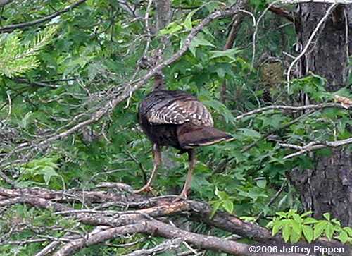 Wild Turkey (Meleagris gallopavo)