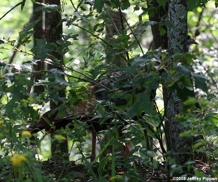 Wild Turkey (Meleagris gallopavo)