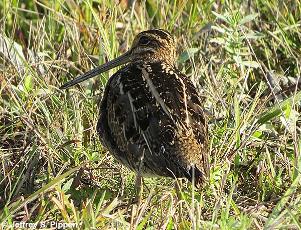 Wilson's Snipe (Gallinago delicata)