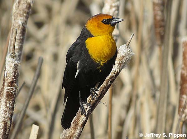 Yellow-headed Blackbird (Xanthocephalus xanthocephalus)