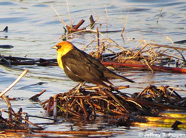 Yellow-headed Blackbird (Xanthocephalus xanthocephalus)