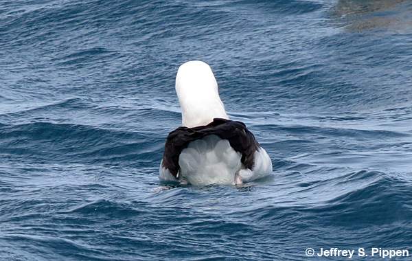 Yellow-nosed Albatross (Thalassarche chlororhynchos)