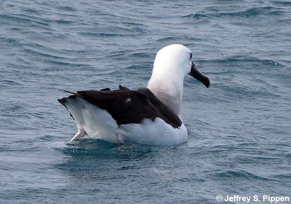 Yellow-nosed Albatross (Thalassarche chlororhynchos)