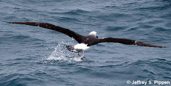 Yellow-nosed Albatross (Thalassarche chlororhynchos)
