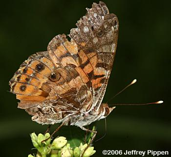 American Lady (Vanessa virginiensis)