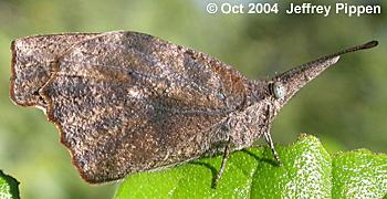 American Snout (Libytheana carinenta larvata)