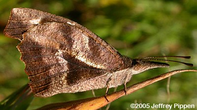 American Snout (Libytheana carinenta)