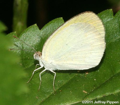 Banded Yellow (Eurema elathea)