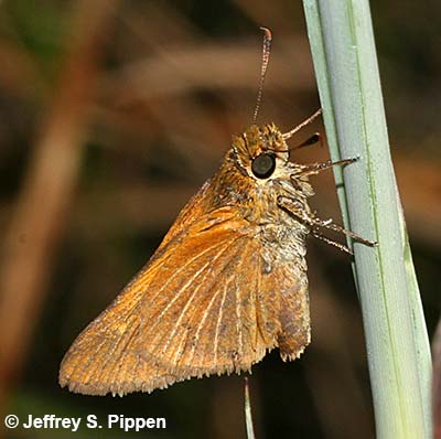 Berry's Skipper (Euphyes berryi)
