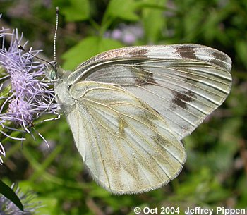 Checkered White (Pontia protodice)