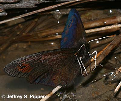 Common Alpine (Erebia epipsodea)