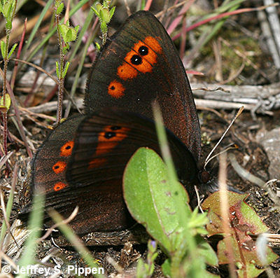 Common Alpine (Erebia epipsodea)