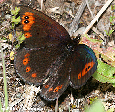 Common Alpine (Erebia epipsodea)