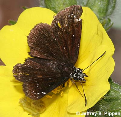 Common Sootywing (Pholisora catullus)