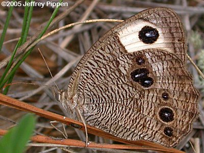 Common Wood-Nymph (Cercyonis pegala)
