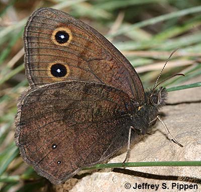 Common Wood-Nymph (Cercyonis pegala)