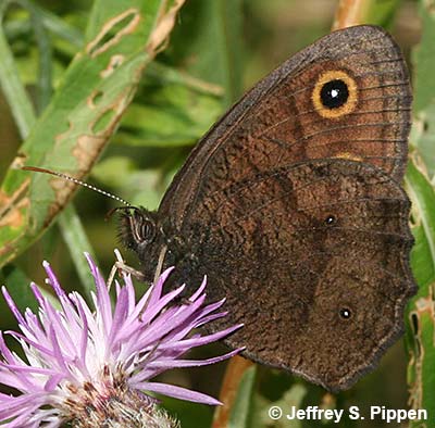 Common Wood-Nymph (Cercyonis pegala)