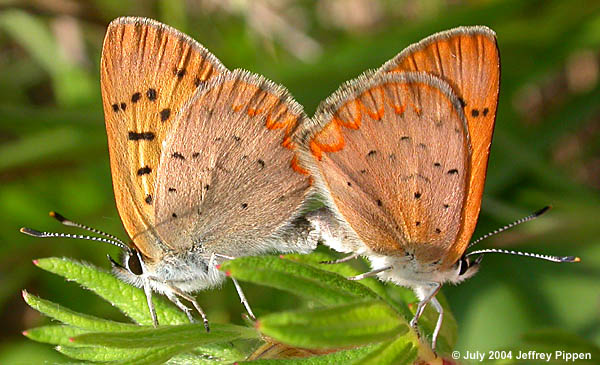 Dorcas Copper (Tharsalea dorcas)