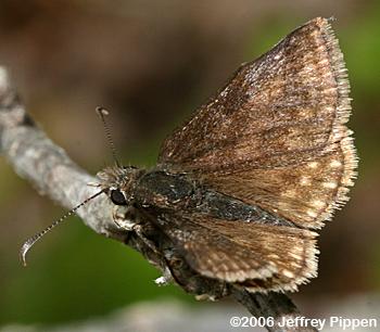 Dreamy Duskywing (Erynnis icelus)