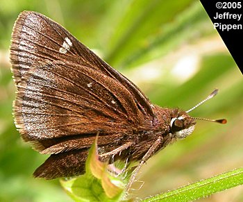 Dusted Skipper (Atrytonopsis hiana)