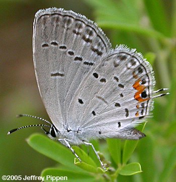 Eastern Tailed-Blue (Everes comyntas)