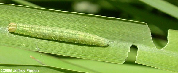 European Skipper (Thymelicus lineola) caterpillar