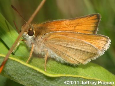 European Skipper (Thymelicus lineola)