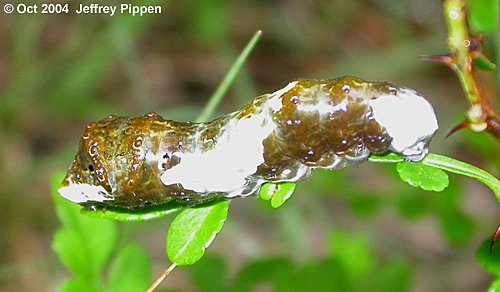Giant Swallowtail (Papilio cresphontes)