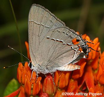 Gray Hairstreak (Strymon melinus)