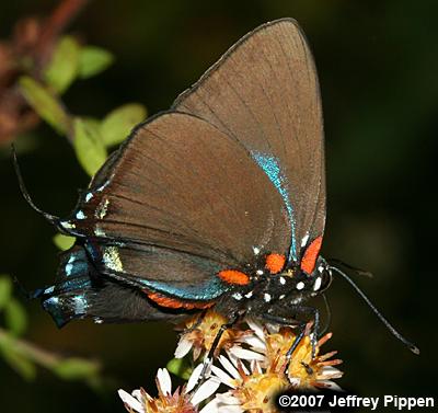 Great Purple Hairstreak (Atlides halesus)