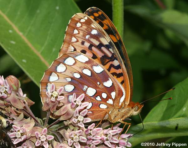 Great Spangled Fritillary (Speyeria cybele)