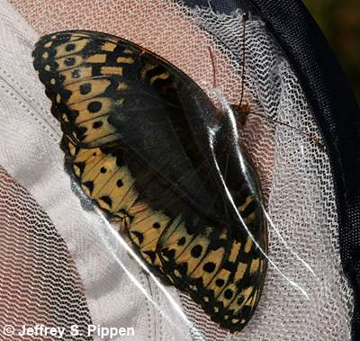 Great Spangled Fritillary (Speyeria cybele leto)