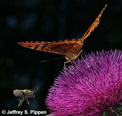 Great Spangled Fritillary (Speyeria cybele leto)
