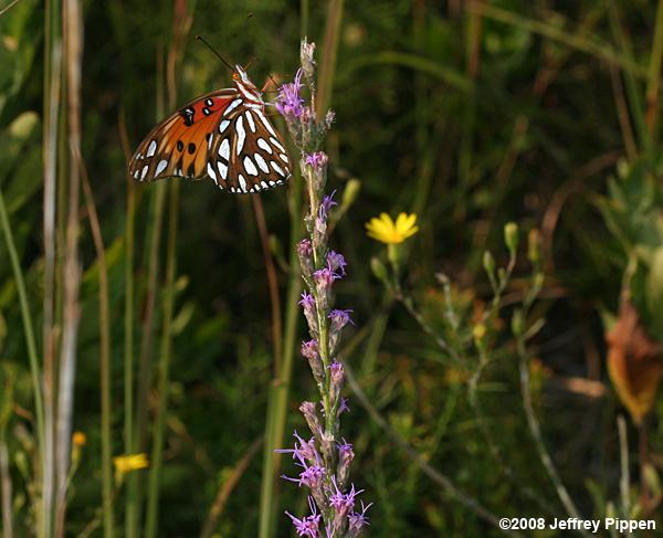 Gulf Fritillary (Dione incarnata)