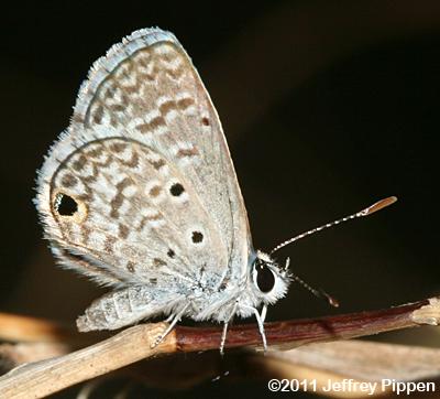 Hanno Blue (Hemiargus hanno)